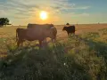 Продавам бременни месодайни кравикръстоски;търся съдружник, снимка 11