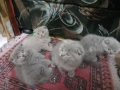 Шотландски клепоухи котета , снимка 10