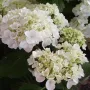 Хортензия Мадам Емили Мулиер, Hydrangea mac.Madame Emile Mouillere за сянка!!!, снимка 2