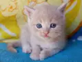 Сибирче, сибирска котка, сибирски котенца, сибирско коте, хипоалергично, момче крем, снимка 4