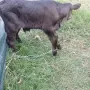 Мъжко Теле Ямбол , снимка 1