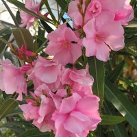 Зокум - различни цветове и размери, снимка 14 - Градински цветя и растения - 10969183