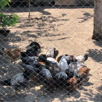 Катунски кокошки , снимка 6 - Кокошки и пуйки - 41629923