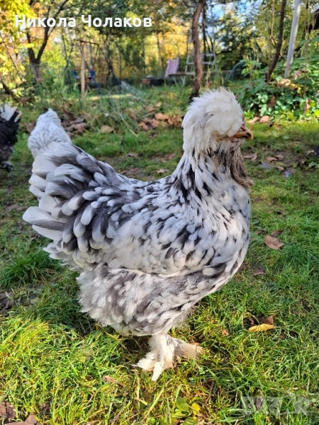 Струмски стандарт пилета , снимка 1