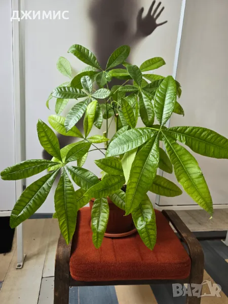 Дървото на парите, пахира,, 65 см височина, със саксия, снимка 1