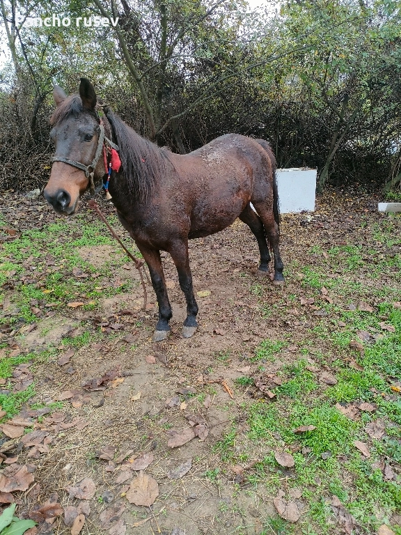 продава се кобила, снимка 1