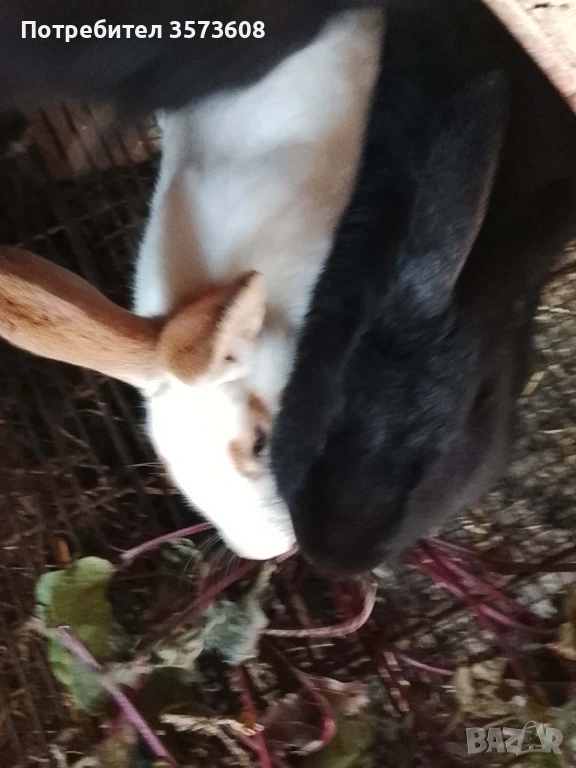 Угоени зайци, снимка 1