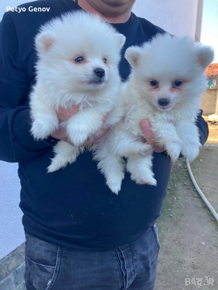 Продавам померански-шпицове, снимка 1