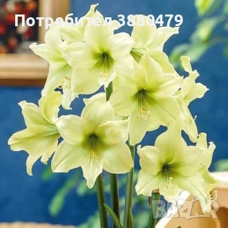 луковици на гигантски бледо жълт амарилис, снимка 1