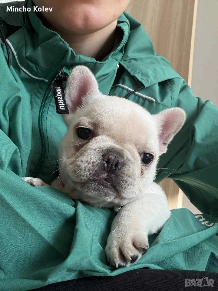 френски булдог , снимка 1