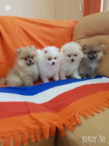 Померан померани свободни Гр. София, снимка 1