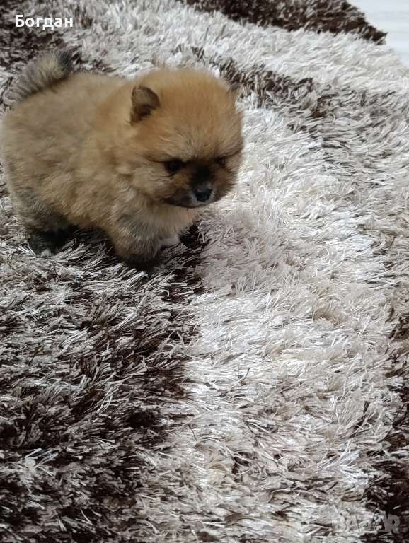 малки сладки госпожици , снимка 1