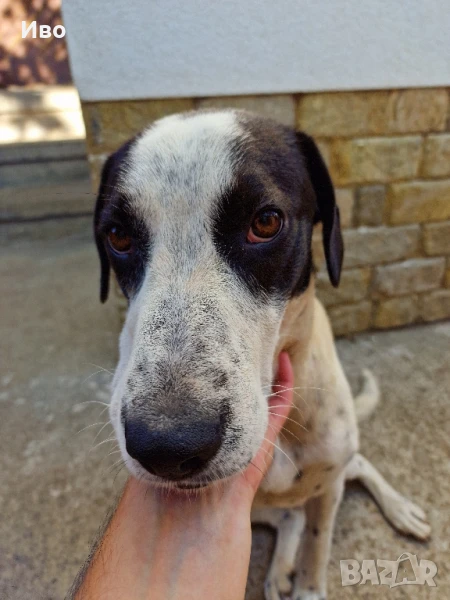 Английски пойнтер, Надежда, снимка 1