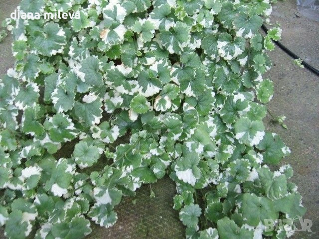 Глехома, Glechoma hederacea 'Variegata' ,студоустойчива лиана, снимка 1