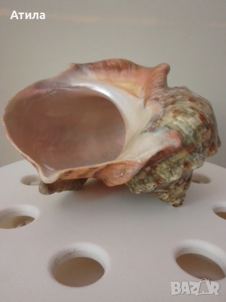 раковина рапан седефен 16/14 см, снимка 1