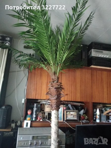Изк. палма. , снимка 1