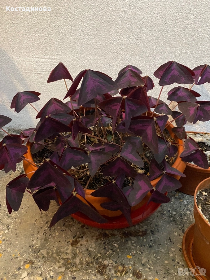 Лилава Детелина , снимка 1