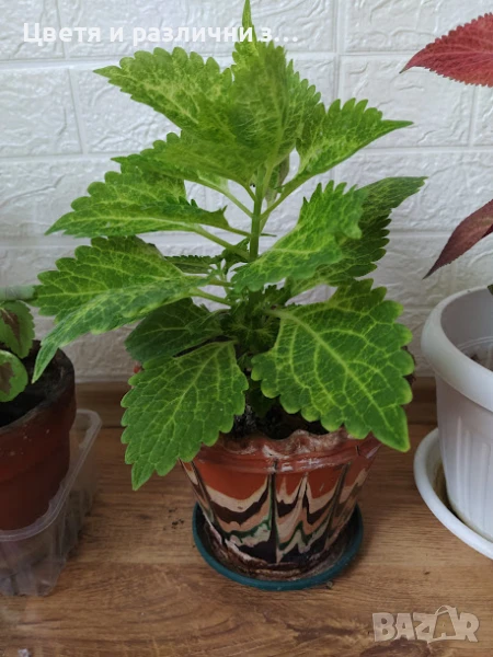 рядка копривка в керамична саксия, снимка 1