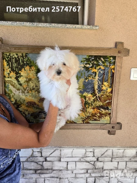 Малтийска болонка , снимка 1