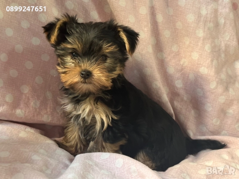 Йоркширски териер , снимка 1