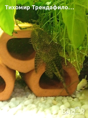 анциструси