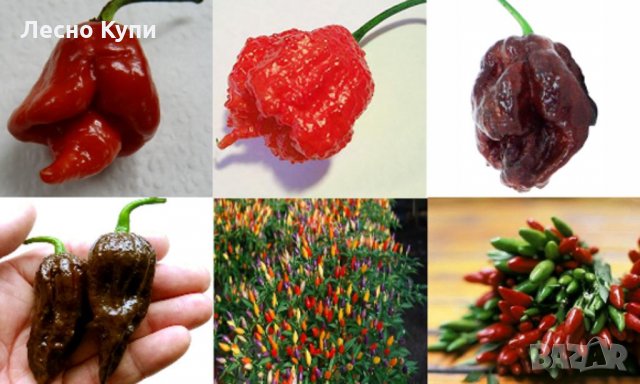 Семена от шестте най-лютите чушки на планетата : 1. Каролина Рийпър (Carolina Reaper) Средна лютивин, снимка 11 - Оранжерии - 31175677