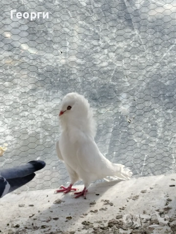 Продавам капуцини, снимка 2 - Гълъби - 53149817