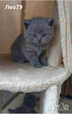 британска късокосместа 550лв , снимка 3 - Британска късокосместа - 52842750