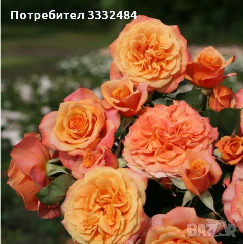 Роза 25, снимка 2 - Градински цветя и растения - 36093533