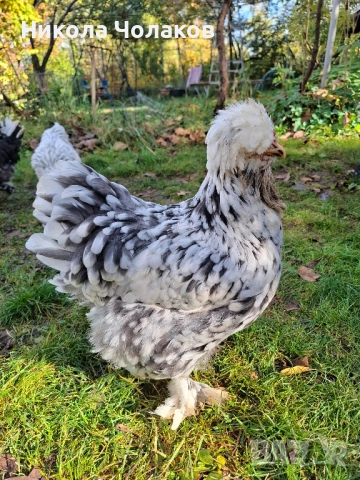 Струмски стандарт пилета 