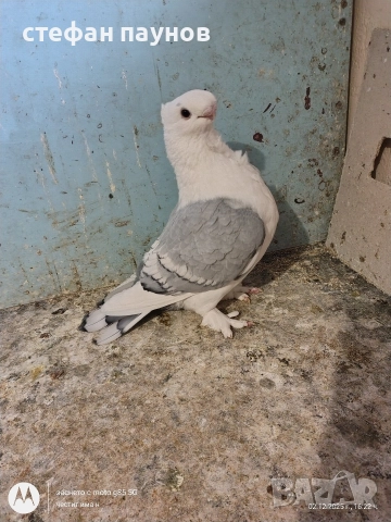 Блонданети, снимка 2 - Гълъби - 52635659