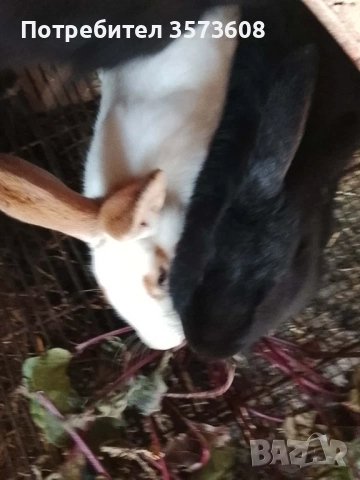 Угоени зайци