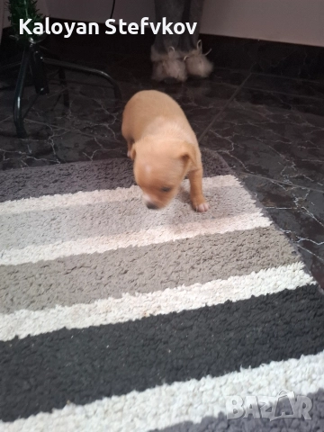 мини пинчер , снимка 6 - Пинчер - 52882492