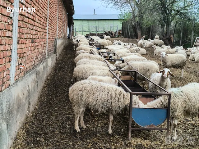 Продавам  овце, снимка 2 - Овце - 49722527