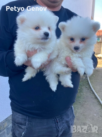 Продавам померански-шпицове