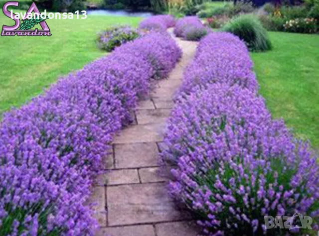 Лавандула в саксии-сортове, снимка 2 - Градински цветя и растения - 47333197