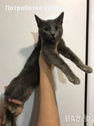 Синя Руска котка 