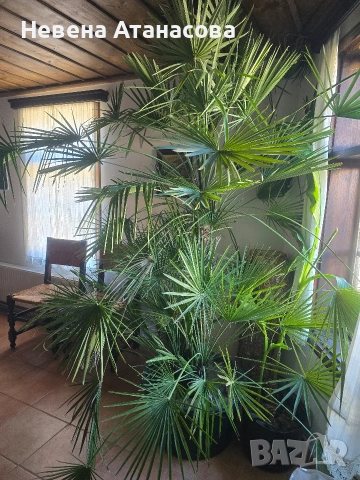 Ветриловидна палма, снимка 5 - Стайни растения - 53850226