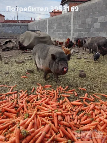 Виетнамски прасета , снимка 2 - Прасета - 50415491