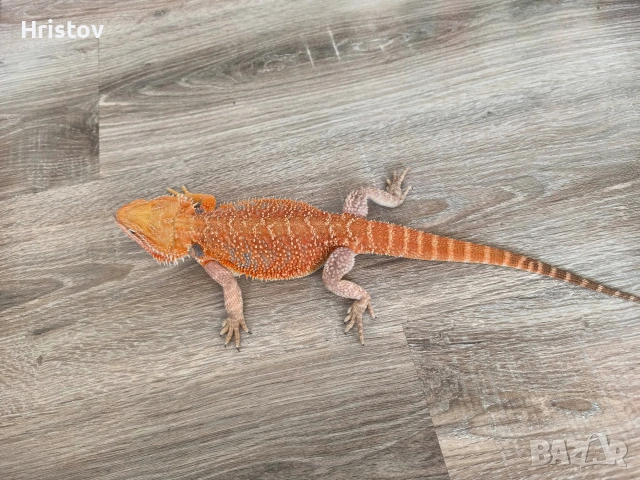 Брадати агами , снимка 2 - Други - 53431815