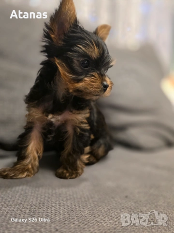 Йоркширски териер - йорки, снимка 3 - Йоркширски териер - 53373659