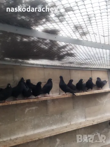 Гълъби на въртене и глас дрезгави различни цветове , снимка 9 - Гълъби - 48636361