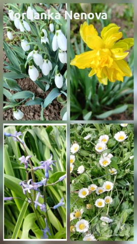 Пролетни цветя 