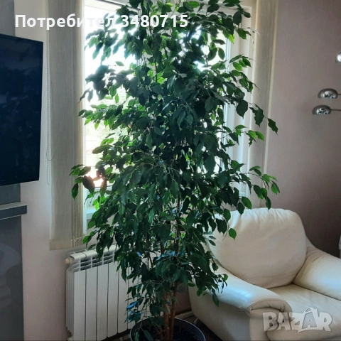 Фикус Бенджамин, 220 см., снимка 3 - Стайни растения - 50499011