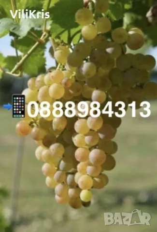 Продавам Мускат Отонел