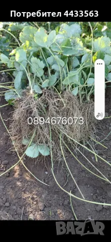 Целогодишни сортове  Расзад ягоди и манни , снимка 5 - Разсади - 49743611