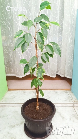 Пасифлора, бял Бенджамин, Сансевиера, мексиканска мента, Копривка , снимка 10 - Градински цветя и растения - 51170707