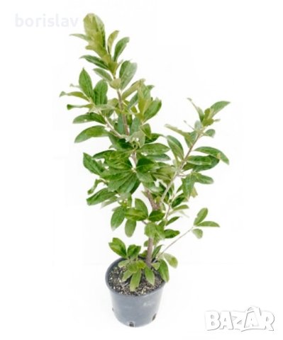 Лавровишна - жив плет, снимка 7 - Градински цветя и растения - 42635735