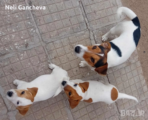 Очарователни Джак Ръсел Териери търсят нов дом!, снимка 6 - Джак ръсел териер - 49356884