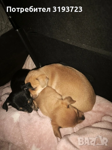 Малки пинчери бебета